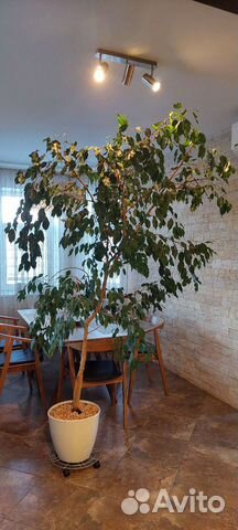 Фикус бенджамина большой