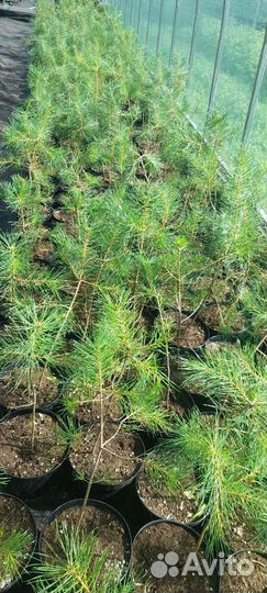 Саженцы сосны обыкновенной, зкс