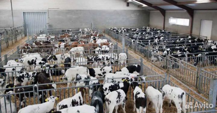 Телята бычки скороспелые