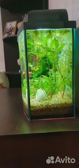 Аквариум
