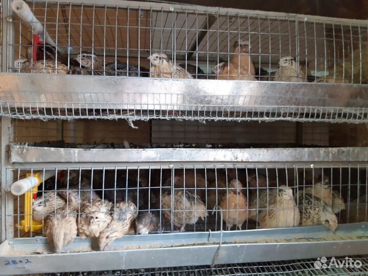 Перепелята и инкубационное,пищевое яйцо