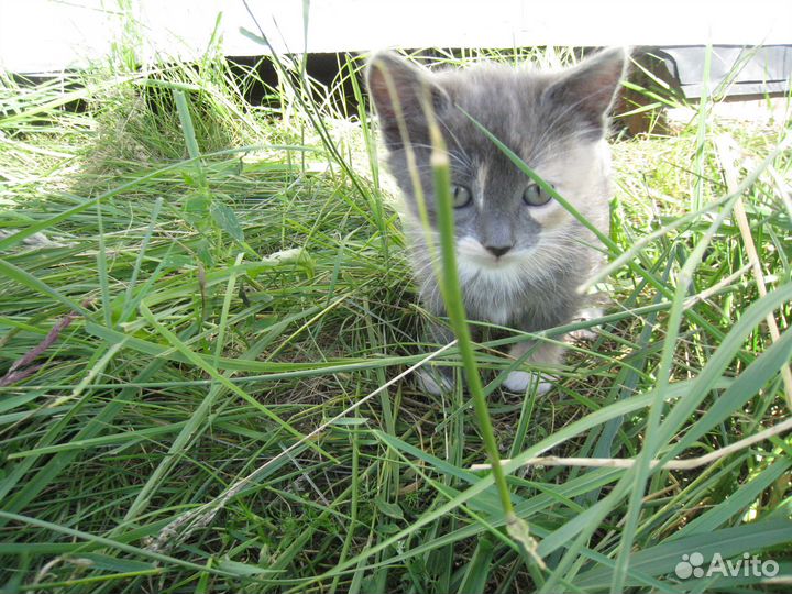 Котята отдам бесплатно