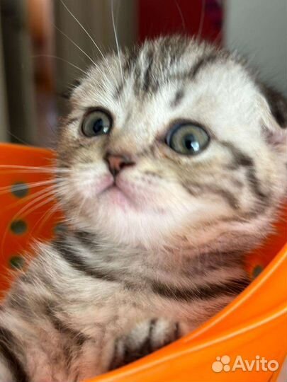 Котенок