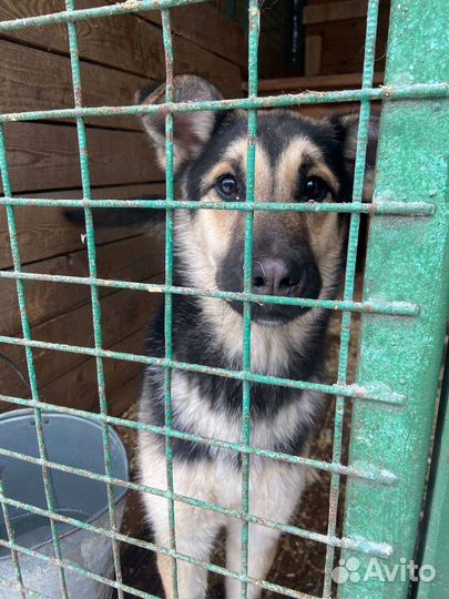 Молодая собачка ждёт тебя