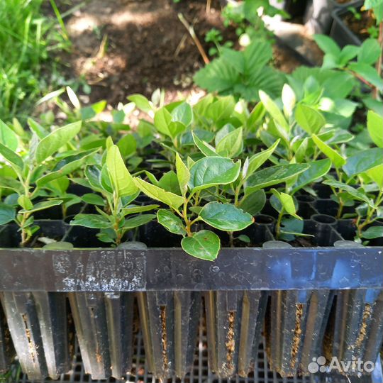 Саженцы кизильника блестящего