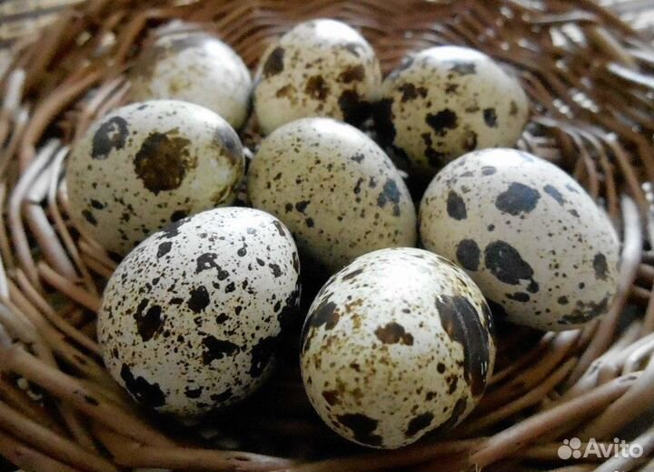Яйца перепелиные