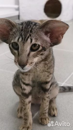 Ориентальные котята