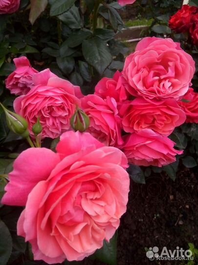 Роза Аптаун Герл