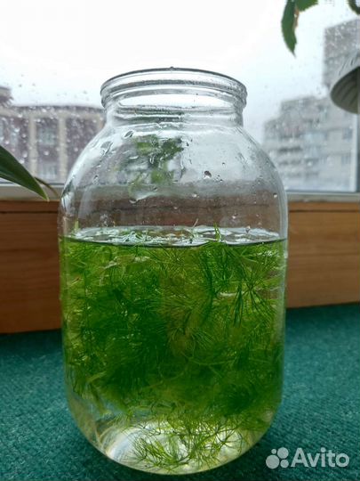 Аквариумное растение