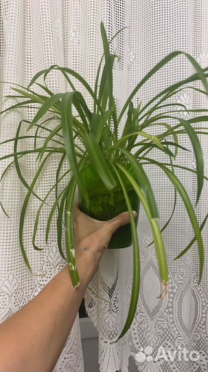 Панданус,бегония