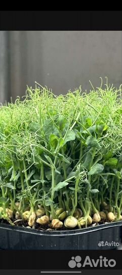 Микрозелень