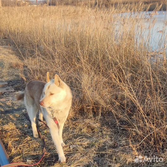 Хаски кобель для вязки беcплатно