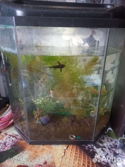 Продам аквариум
