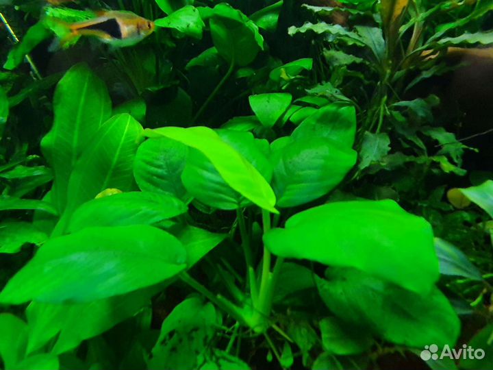 Аквариумные растерия:
