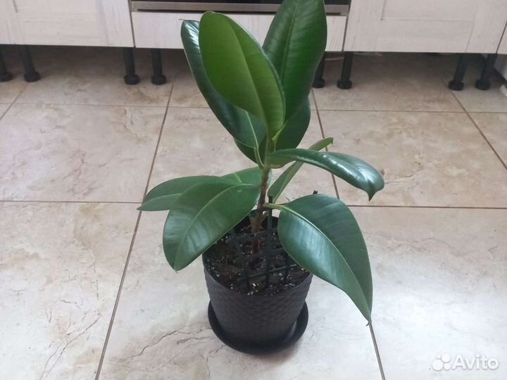 Фикус каучуконосный