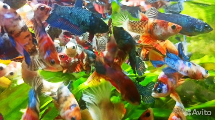Аквариумные рыбки