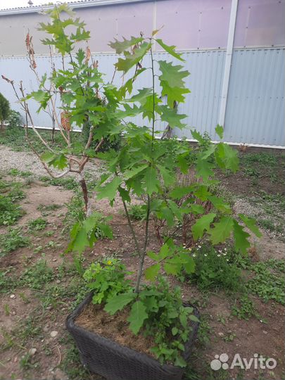 Дуб Краснолистный