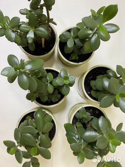 Денежное дерево толстянка в керамических горшках