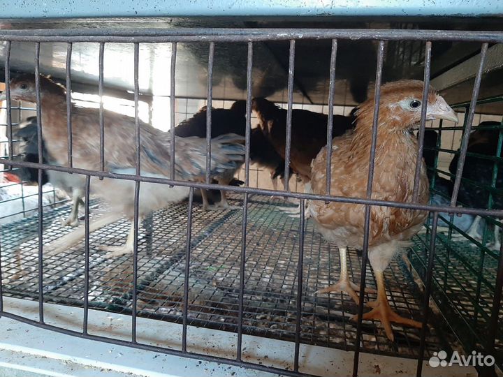 Цыплята несушки