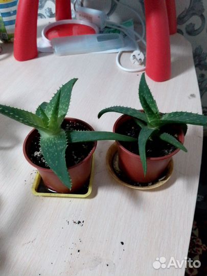 Алоэ вера (столетник)