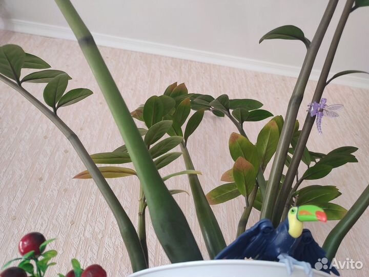 Замиокулькас бесплатно