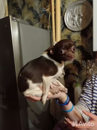 Вязка чихуахуа