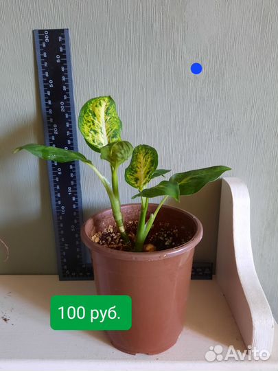 Диффенбахия