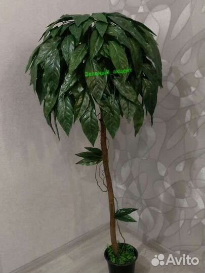 Манговое дерево