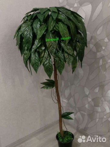 Манговое дерево