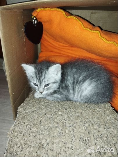 Шотландский котик