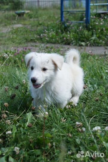 Отдам бесплатно щенок