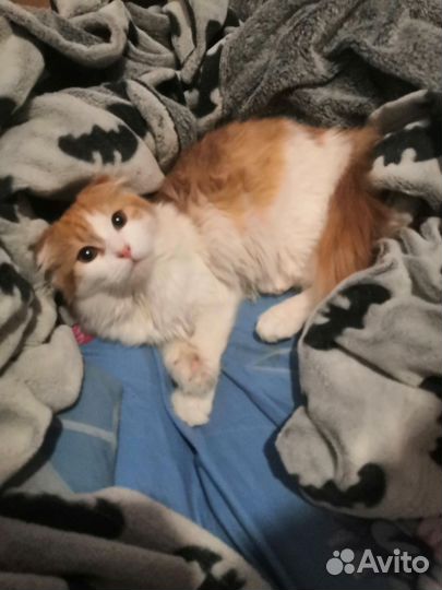 Кот