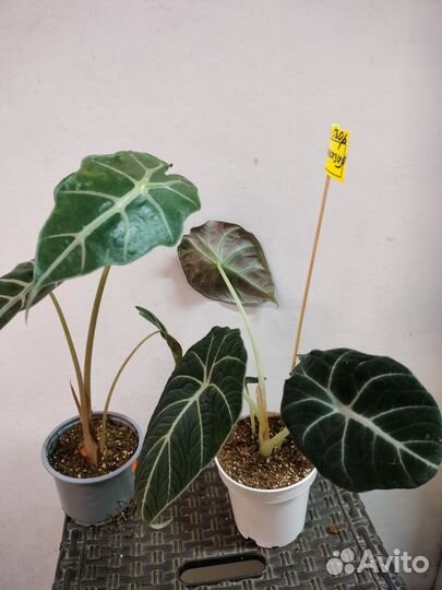 Монстера вариегат.Калатея, алоказия, филодендрон