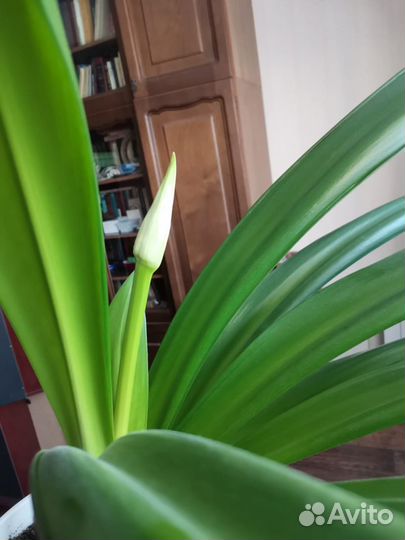 Гименокаллис