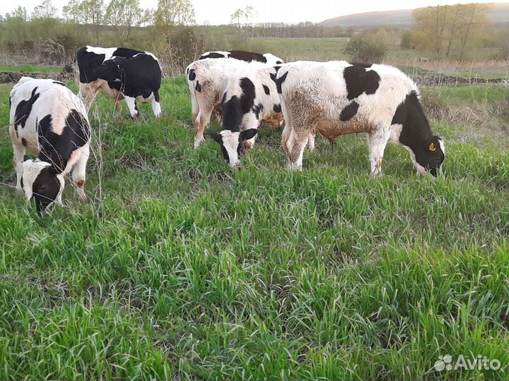 Бычки от 1.5 месяцев