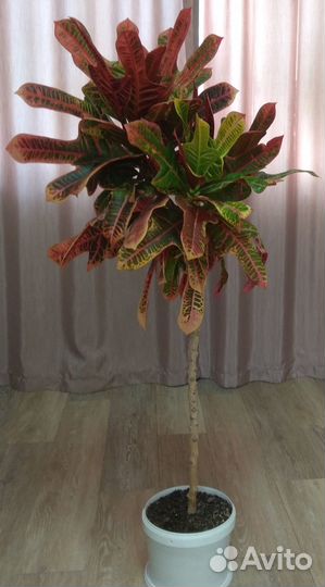 Кротон кодиум