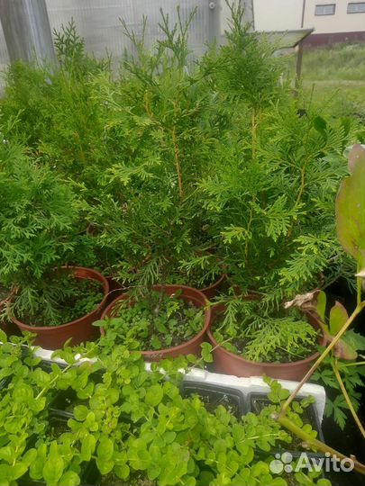 Туя Смарагд,Брабант,Пирамидалис Компакта