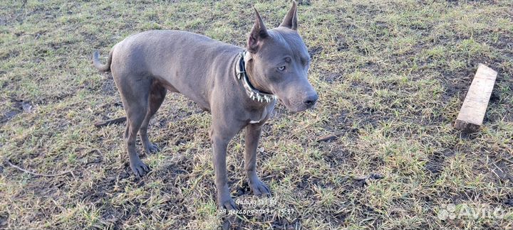 Прайтер Пит Буль Терьер Щенки