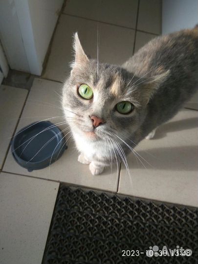 Кошка в добрые руки