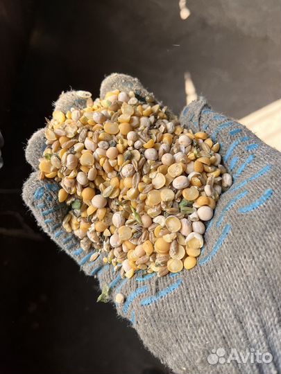Зерноотходы горох