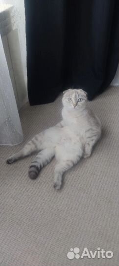 Вислоухие котята