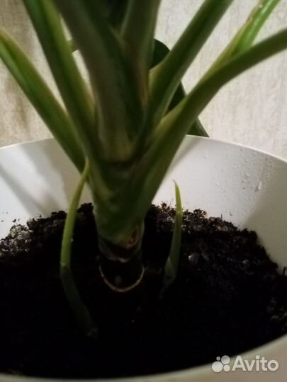 Аглаонема сильвер бей