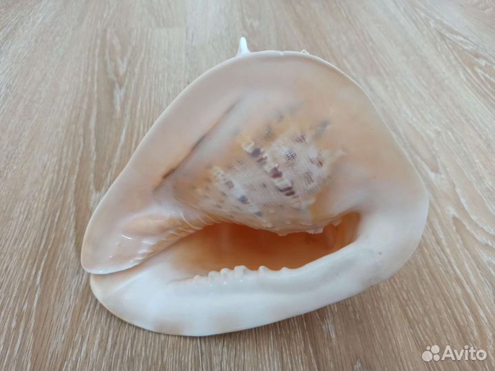 Морская раковина