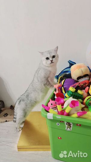 Вязка кот шиншилла ns1165