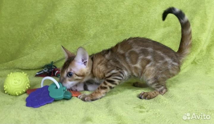 Бенгальские котята