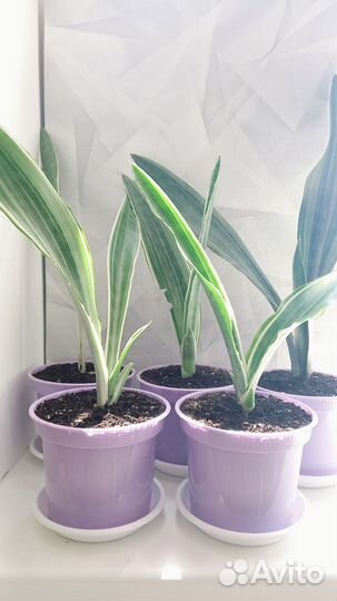 Сансевиерия Металлика сортовая