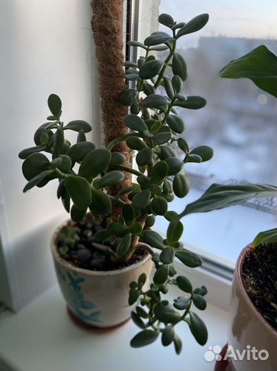 Денежное дерево