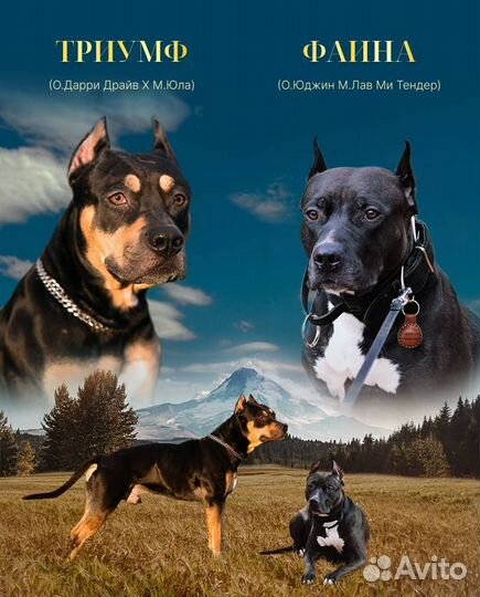 Щенки Прайтера