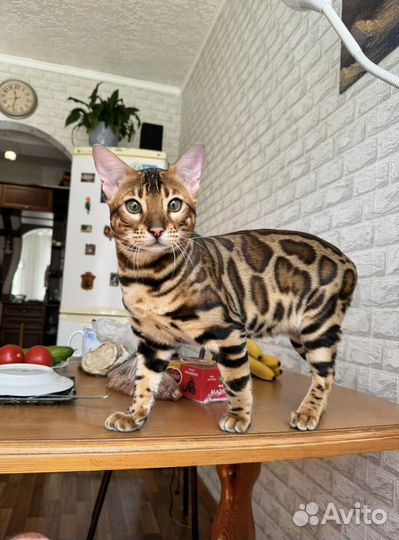 Бенгальские котята