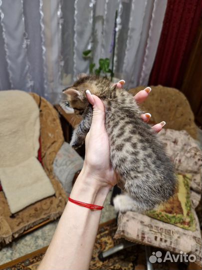 Кошки в добрые руки бесплатно
